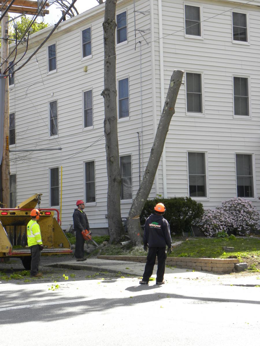 ABC_ArborDay_17_FrontTrunkFall.JPG