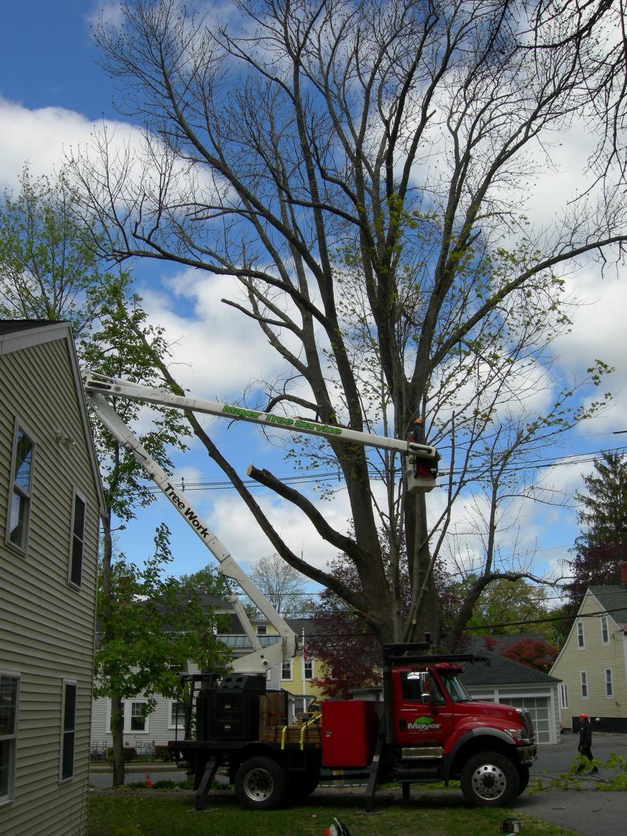 ABC_ArborDay_7_TruckBackAsh.JPG
